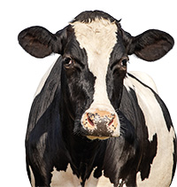 Symposium Cow